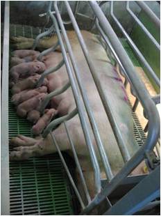 allaitement_des_porcs.jpg, fév. 2015 allaitement_des_porcs.jpg